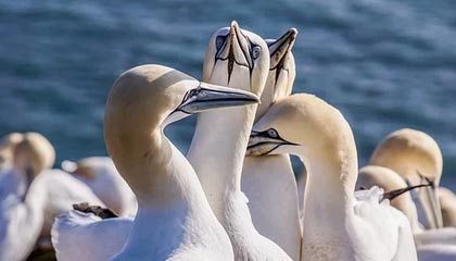 爱游戏电竞官网-迪巴拉在意甲连续助攻，状态火爆引发关注，迪巴拉拿过意甲金靴吗