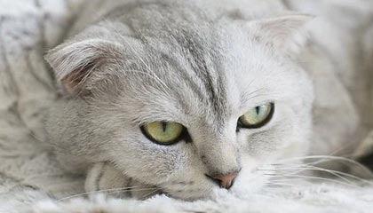 AYX官网-Cloud9夏季赛状态起伏，s9夏季赛一阵