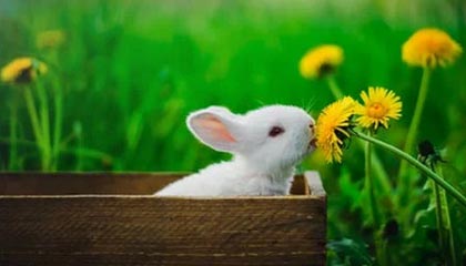 爱游戏电竞官网-迪巴拉在意甲连续助攻，状态火爆引发关注，迪巴拉拿过意甲金靴吗